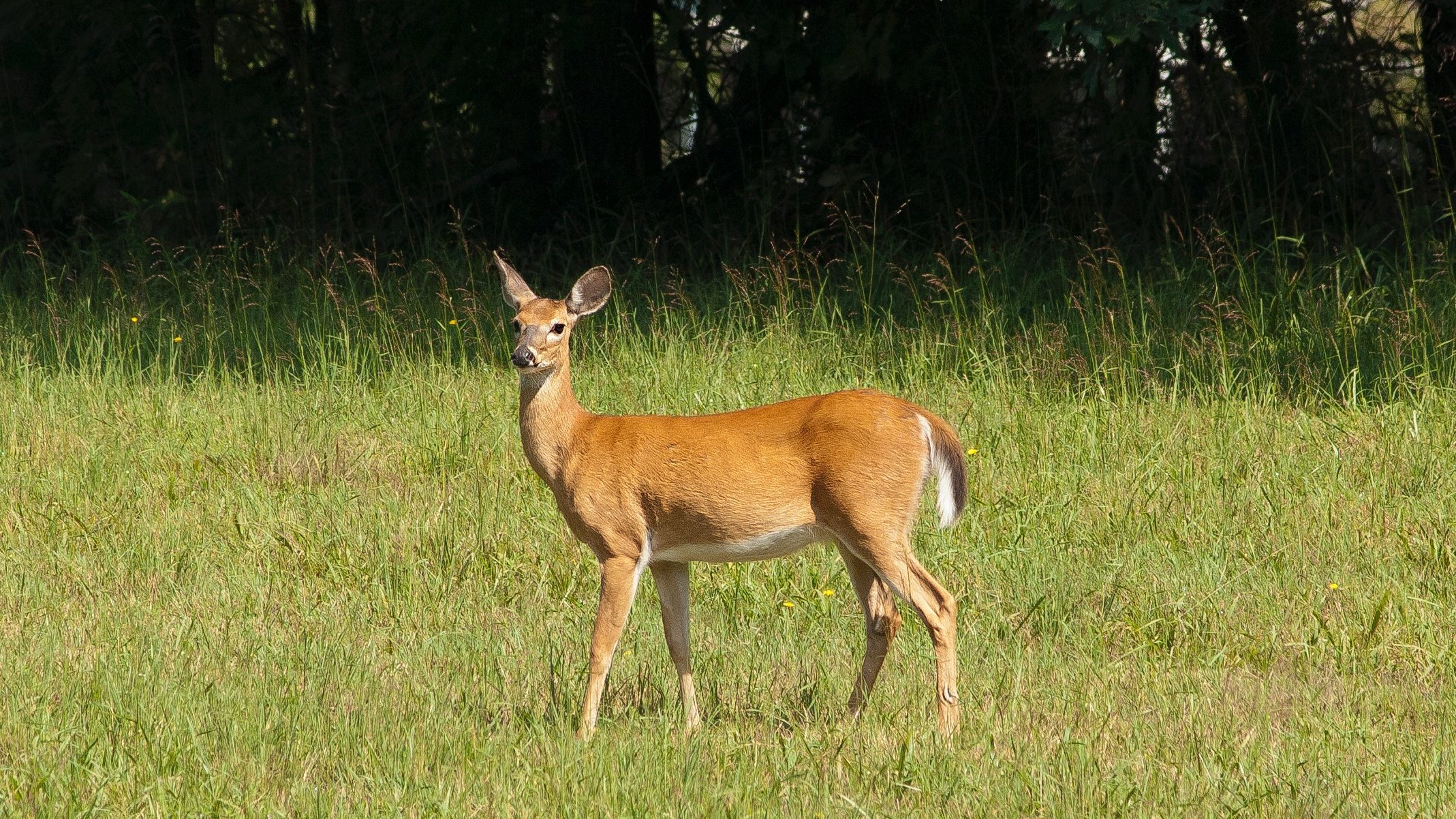 Whitetail deer on lawn