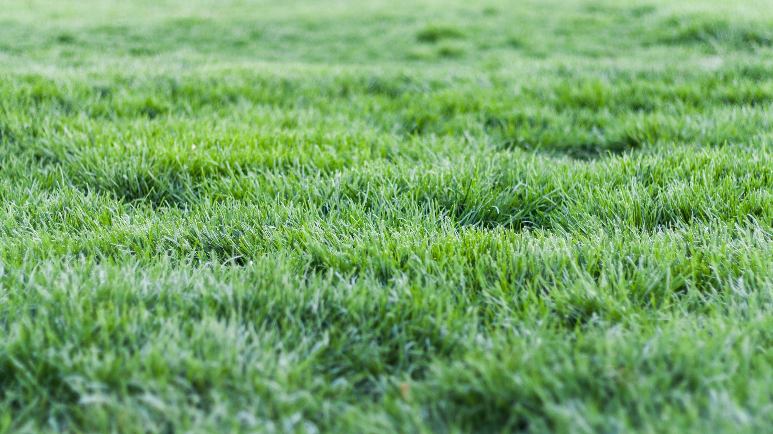 Grass like a green carpet