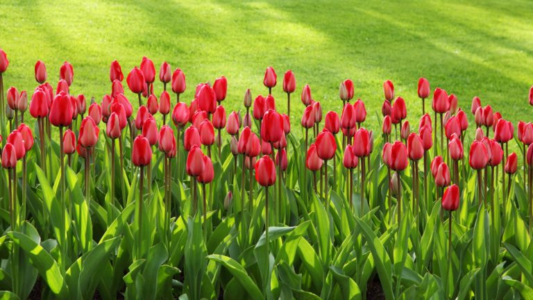 Colorful spring flowers in front of a green lawn