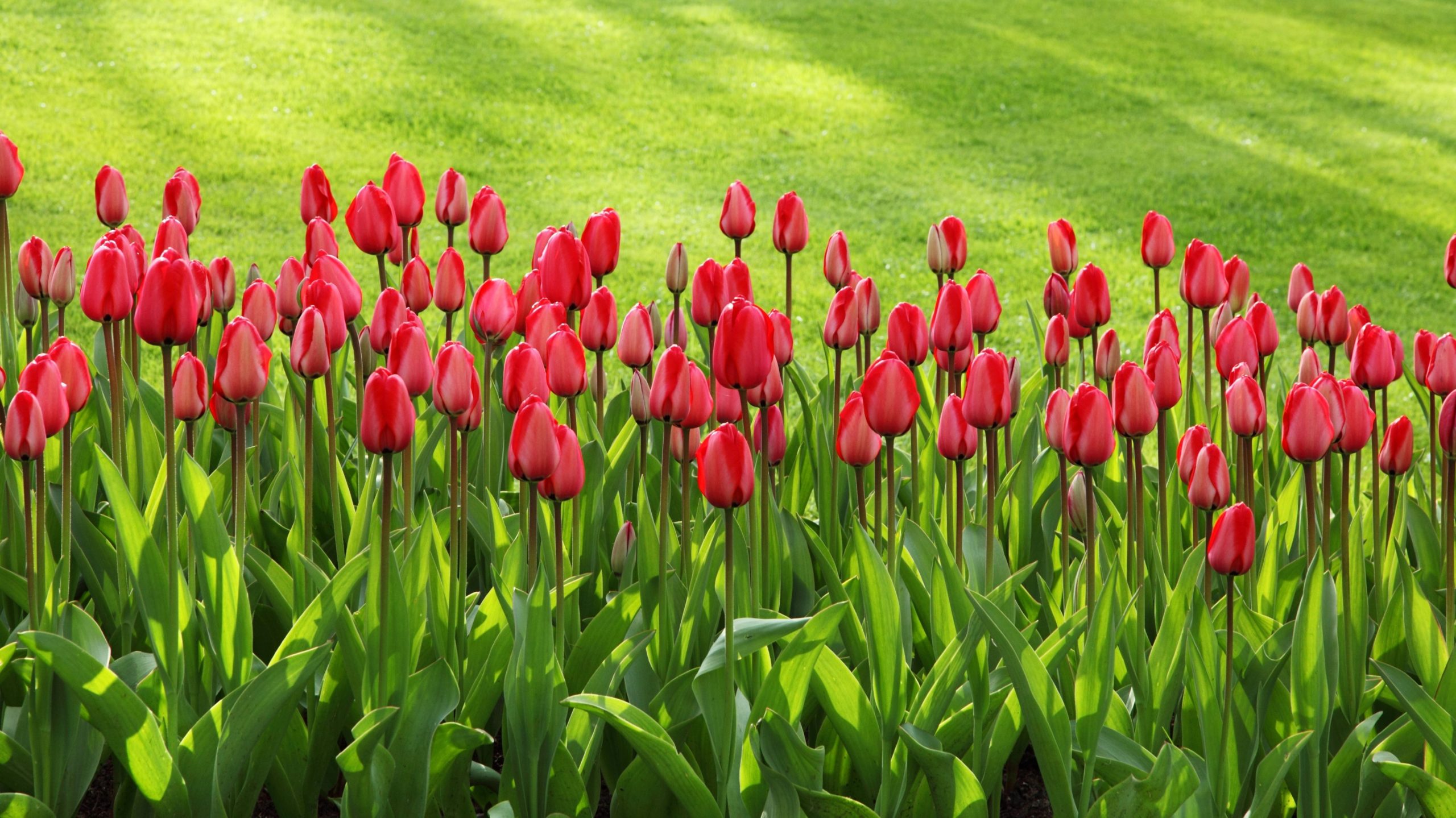 A row of spring flowers with green lawn behind