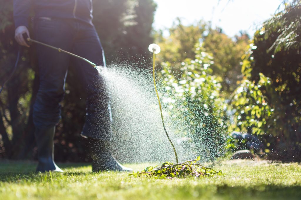 Spraying weeds with chemical