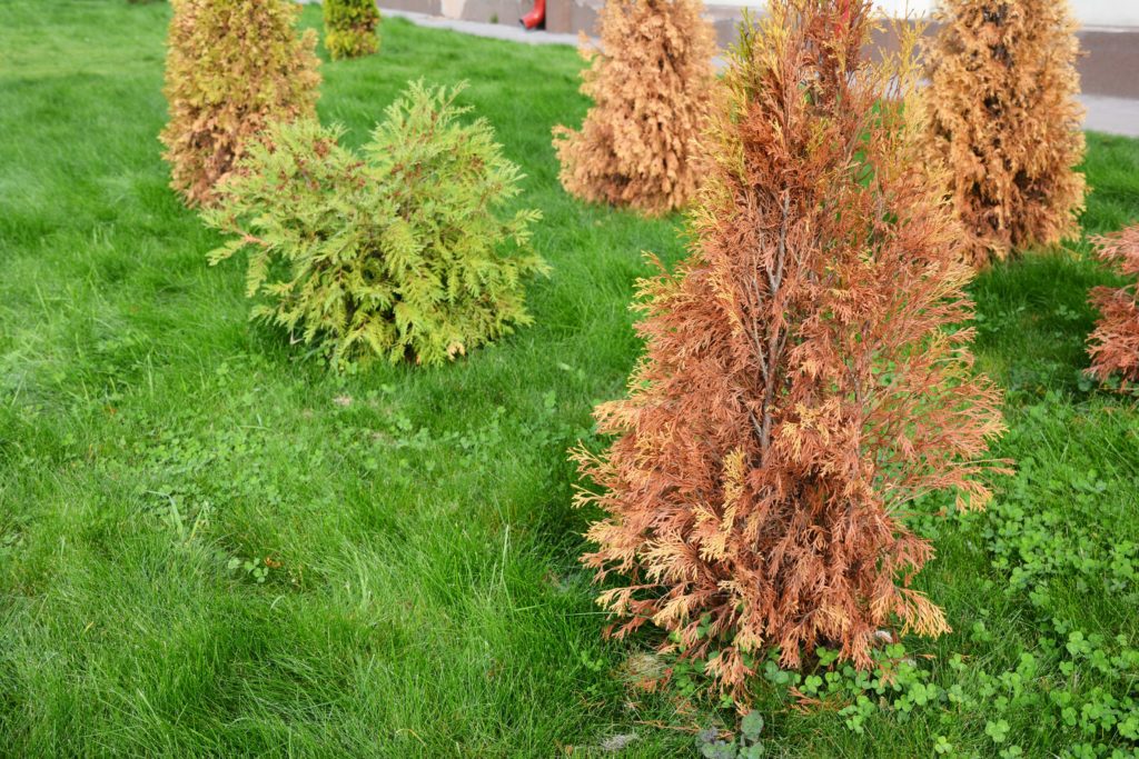 Overgrown grass and dying small trees