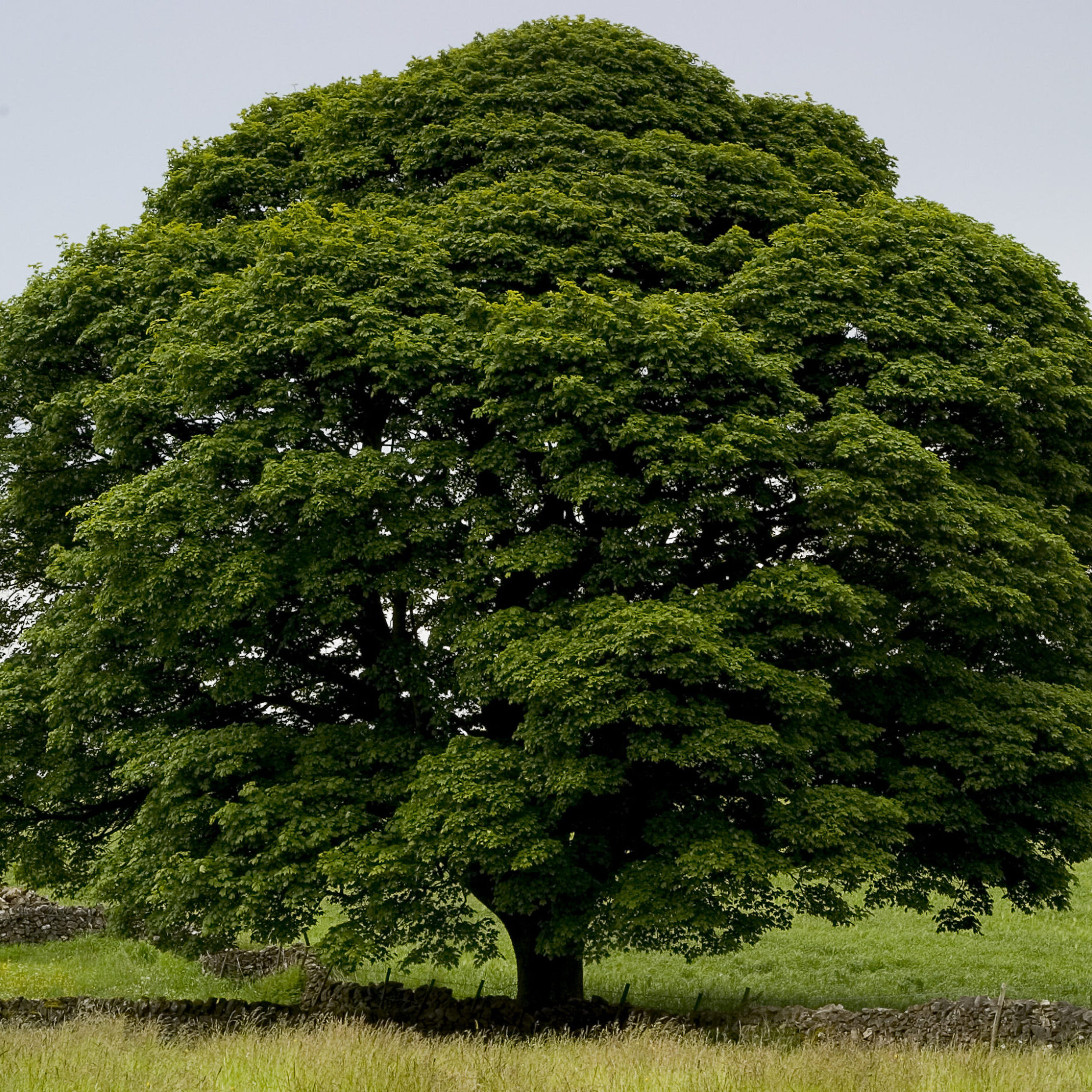 perfect tree