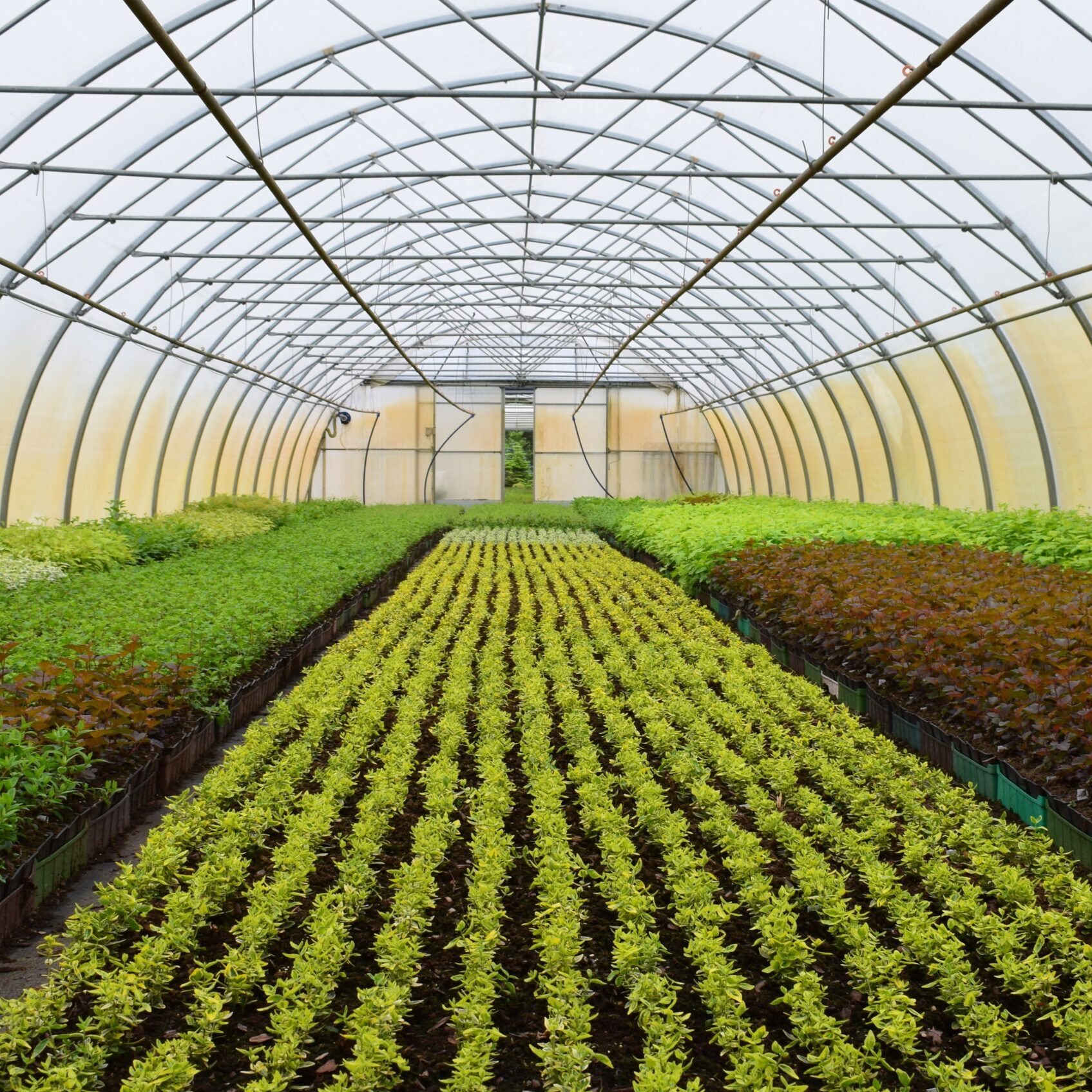 young plants in a greenhouse