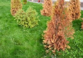 overgrown grass and dying small trees