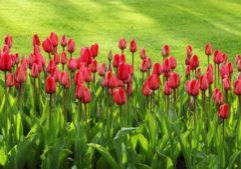 Colorful spring flowers in front of a green lawn